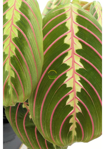 Calathea Maranta Bitkisi 'dua Çiçeği' modelleri