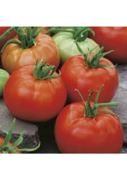 25 Adet Tohum Falcon Domates Tohumu Bol Verim Domates Tohumu Ata Tohum Sürpriz Hediye Tohumludur fiyatları