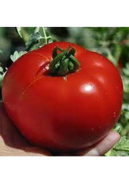 25 Adet Tohum Falcon Domates Tohumu Bol Verim Domates Tohumu Ata Tohum Sürpriz Hediye Tohumludur modelleri