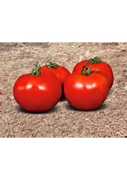 25 Adet Tohum Falcon Domates Tohumu Bol Verim Domates Tohumu Ata Tohum Sürpriz Hediye Tohumludur fırsatları