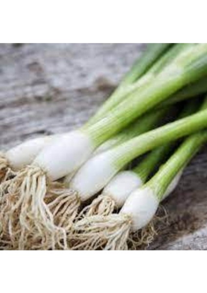 50 Adet Tohum Yeşil Taze Firik Soğan Tohumu Acısız Saksı Toprak Sürpriz Hediye Tohum modelleri
