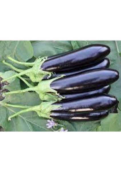 20 Adet Tohum Kemer Palıcan Tphumu Orjinal Yerli Tohum Kemer Patlıcanı Tohumu fiyatları