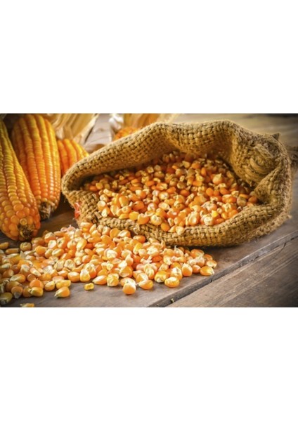 Yerli Köy Mısırı Mısır Süt Mısır Tohumu %100 Yerli (30 Adet)