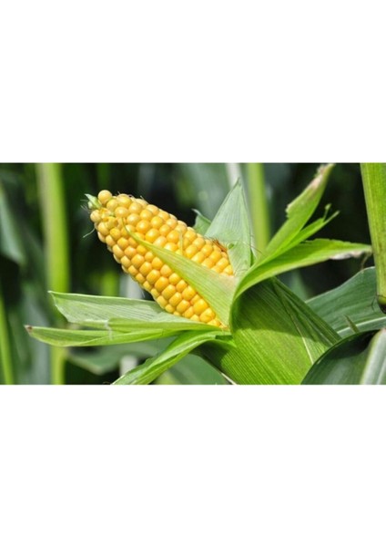 Yerli Köy Mısırı Mısır Süt Mısır Tohumu %100 Yerli (30 Adet) fiyatları