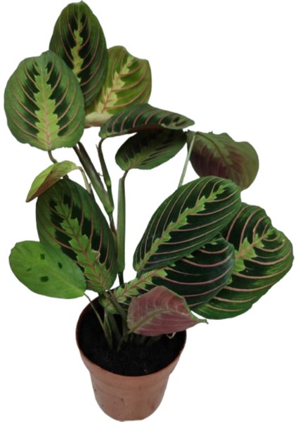 Ithal Cins Calathea Marantha Dua Çiçeği P12