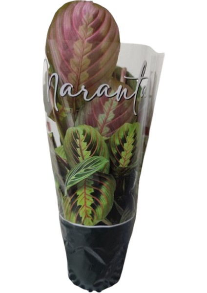 Ithal Cins Calathea Marantha Dua Çiçeği P12 fiyatları