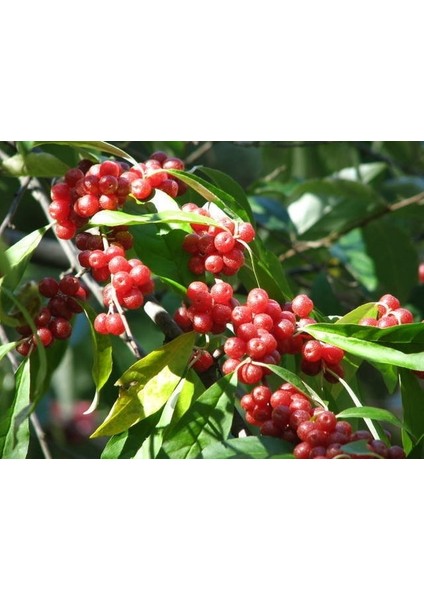 JAPON İĞDESİ - GÜZ YEMİŞİ FİDANI fiyatları