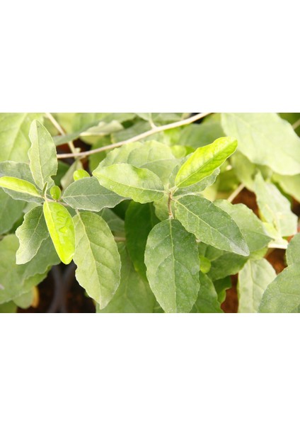 JAPON İĞDESİ - GÜZ YEMİŞİ FİDANI fırsatları