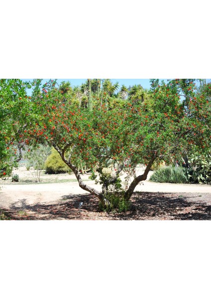 HİCAZ NAR FİDANI 3 ADET TÜPLÜ 2-3 YAŞ modelleri