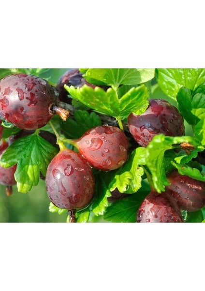 KIRMIZI BEKTAŞİ ÜZÜMÜ FİDANI 10 ADET