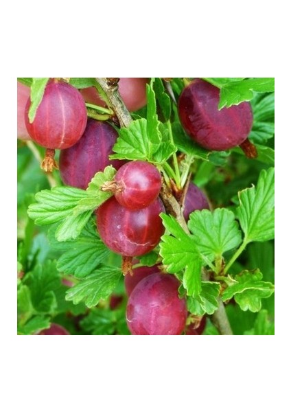 KIRMIZI BEKTAŞİ ÜZÜMÜ FİDANI 10 ADET fiyatları