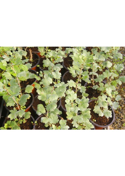 KIRMIZI BEKTAŞİ ÜZÜMÜ FİDANI 10 ADET modelleri