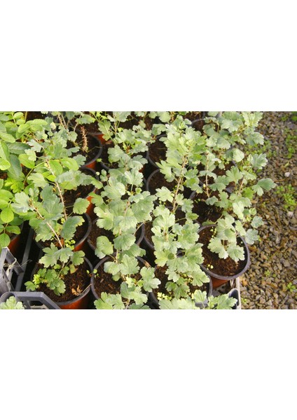 KIRMIZI BEKTAŞİ ÜZÜMÜ FİDANI 10 ADET indirimleri