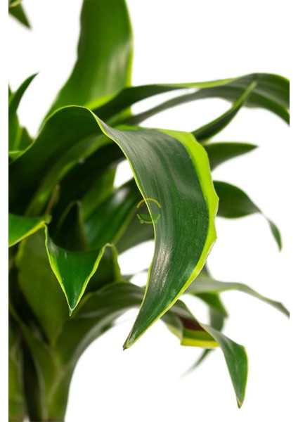 Dracaena Fragrans Dorado Bitkisi Xl Boy