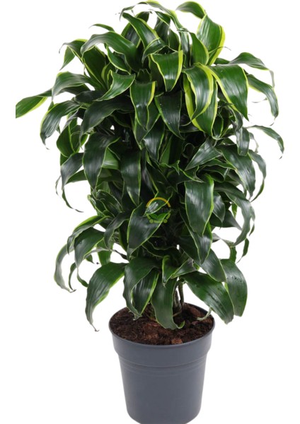 Dracaena Fragrans Dorado Bitkisi Xl Boy fiyatları