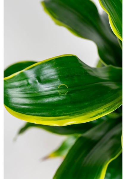 Dracaena Fragrans Dorado Bitkisi L Boy