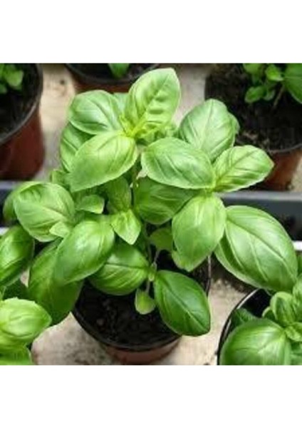 10 Adet Tohum Yeşil Yapraklı Mis Kokulu Fesleğen Çiçeği Tohumu Fesleğen Çiçeği Saksı Toprak