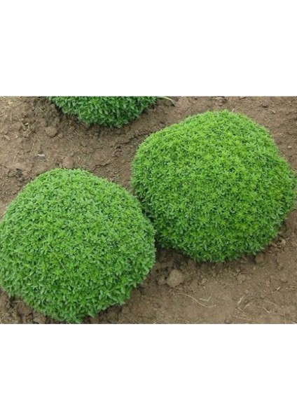 Top Reyhan Çiçeği Tohumu Fesleğen Çiçek Tohumu 15 Adet Tohum