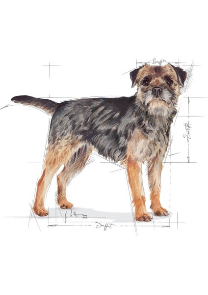 Mini Sterilised Kısırlaştırılmış Köpekler Için Yetişkin Köpek Mam