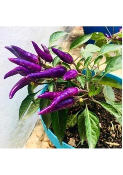 Acı Mor Biber Tohumu Acı Mor Süs Biber Tohumu 10 Adet Tohum