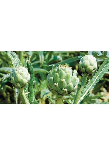 Enginar Tohumu Geleneksel Enginar Tohumu 10 Adet Tohum modelleri