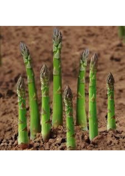 Tohum Kuşkonmaz Tohumu Nadir Bulunan Kuş Konmaz Kuşkonmaz Tohumu Sürpriz Hediye Tohumlu 10 Adet fiyatları