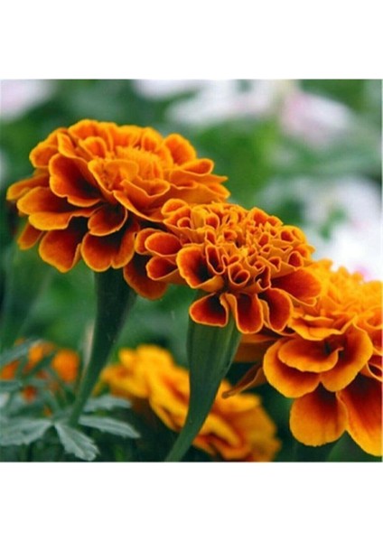 Tohumculuk Kadife Çiçeği Tohumu 15 Adet Tohum Kadife Çiçek Tohumu fiyatları