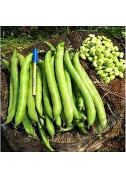 50 Adet Tohum Eko Paket Yerli Sakız Bakla Tohumu Adet Tohum Ata Tohum Sürpriz Hediye Tohum