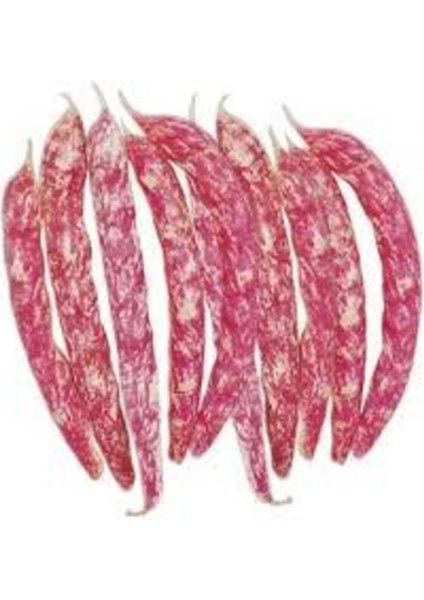 30 Adet Tohum Süper Paket Oturak Barbunya Tohumu Fasulye Tohumu Fasülye Tohumu Sürpriz Hediyeli