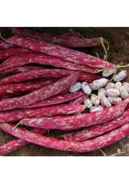 30 Adet Tohum Süper Paket Oturak Barbunya Tohumu Fasulye Tohumu Fasülye Tohumu Sürpriz Hediyeli modelleri