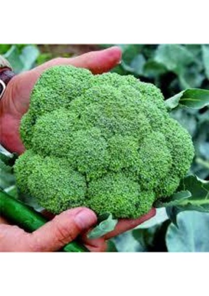 10 Adet Tohum Yeşil Brokoli Tohumu Yeni Sezon Hediye Tohumlu modelleri