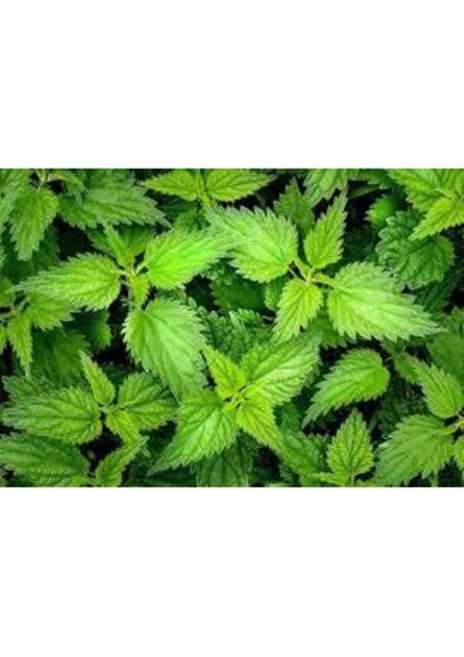 20 Adet Tohum Süper Paket Isırgan Otu Tohumu Saksı Toprak Sürpriz Hediye Tohumlu