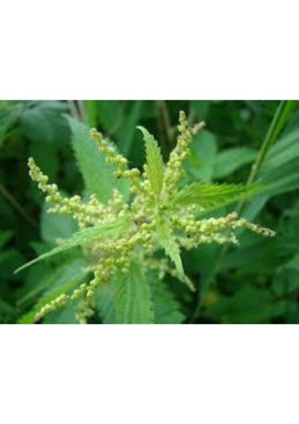 20 Adet Tohum Süper Paket Isırgan Otu Tohumu Saksı Toprak Sürpriz Hediye Tohumlu fiyatları