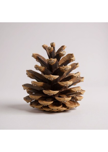 12 Adet Doğal Çam Kozalağı Dekoratif Mozaik – Koku ve Masa Süsleme Için Rustik Aksesuar fiyatları