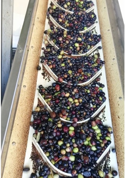 Den Naturel Soğuk Sıkım Sızma Zeytinyağı 1 Lt - Cam Şişe