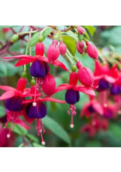 15 Adet Tohum Yer Küpelisi Çiçeği Tohumu Küpeli Çiçek Tohumu Saksı Toprak