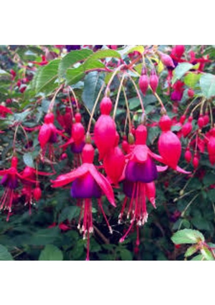 15 Adet Tohum Yer Küpelisi Çiçeği Tohumu Küpeli Çiçek Tohumu Saksı Toprak fiyatları