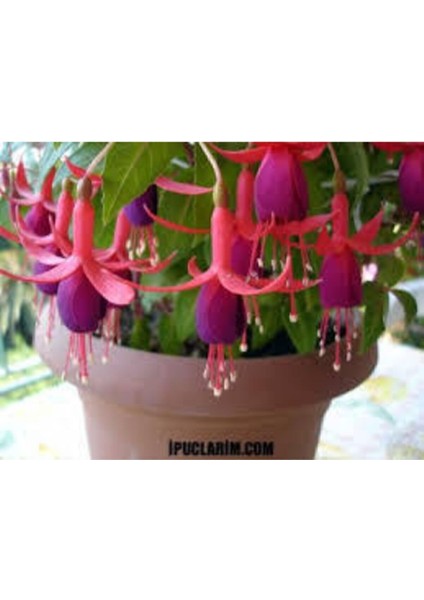 15 Adet Tohum Yer Küpelisi Çiçeği Tohumu Küpeli Çiçek Tohumu Saksı Toprak modelleri