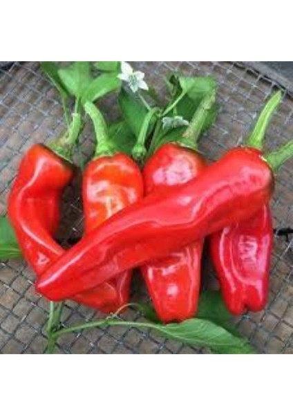 Tohum Saksılık Çok Acı Urfa Isot Biberi Tohumu Saksı Toprak Sürpriz Hediye Tohumu 25 Adet