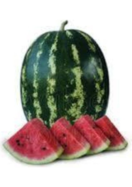 5 Adet Tohum Meşhur Diyarbakır Karpuzu Tohumu Karpuz Tohumu Sürpriz Hediye Tohum fiyatları