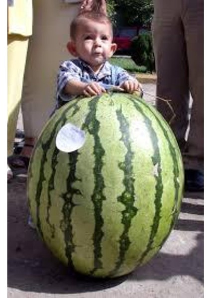 5 Adet Tohum Meşhur Diyarbakır Karpuzu Tohumu Karpuz Tohumu Sürpriz Hediye Tohum modelleri