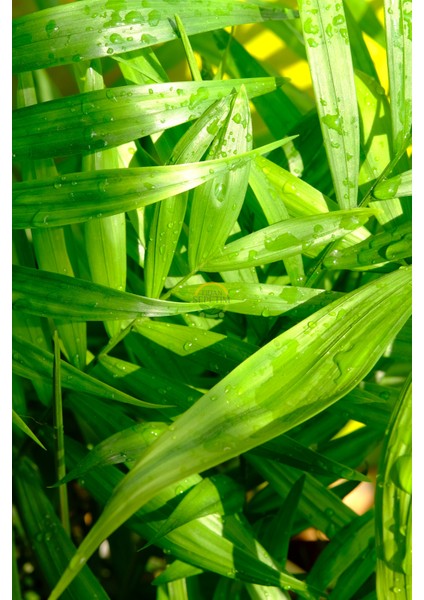 Kentia Palmiyesi Bitkisi Xl Boy 'howea Forsteriana'