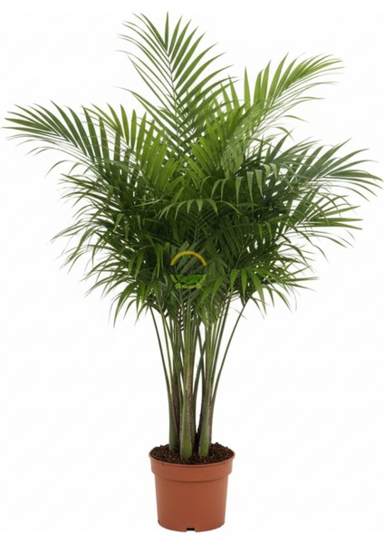 Kentia Palmiyesi Bitkisi Xl Boy 'howea Forsteriana' fiyatları