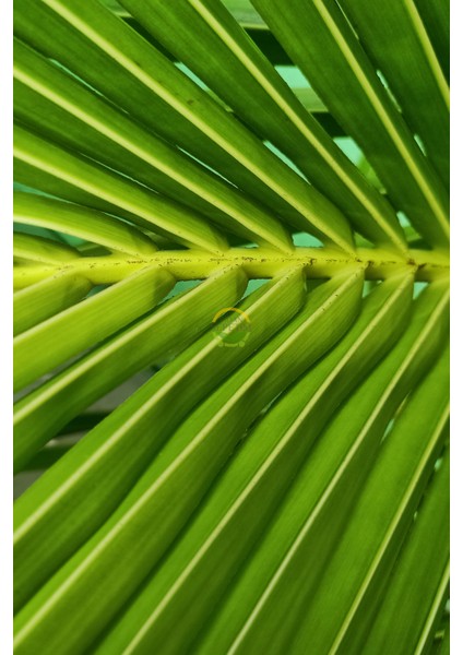 Kentia Palmiyesi Bitkisi Xl Boy 'howea Forsteriana' modelleri