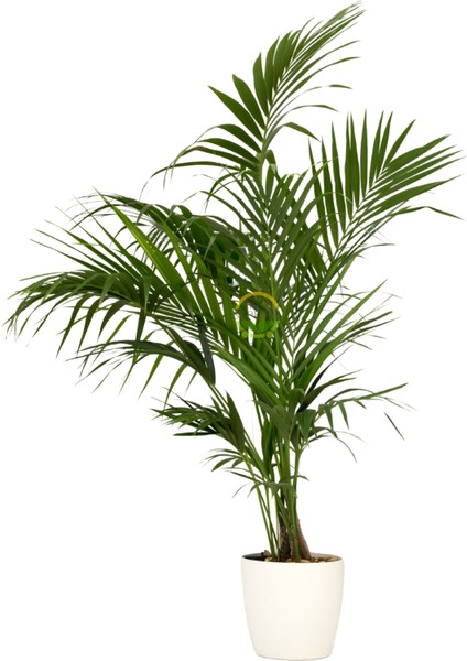 Kentia Palmiyesi Bitkisi Xl Boy 'howea Forsteriana' fırsatları