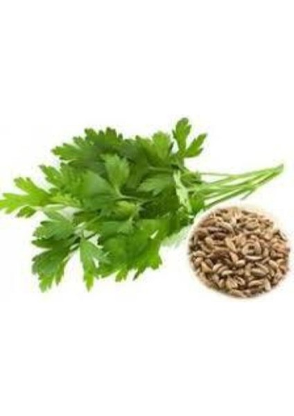 50 Adet Tohum Geniş Yaprak Maydanoz Maydonoz Tohumu Sürpriz Hediye Sebze Tohumu