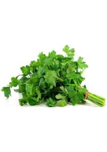 50 Adet Tohum Geniş Yaprak Maydanoz Maydonoz Tohumu Sürpriz Hediye Sebze Tohumu fiyatları