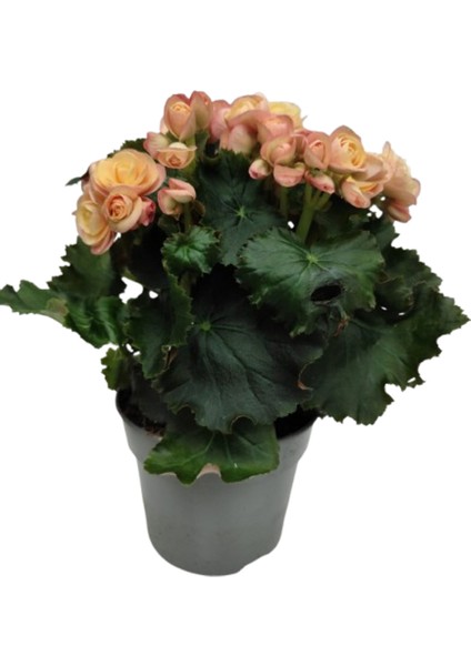 Begonia Elatior Ithal Cins Katmerli Begonya Çift Renkli (Sarı-Pembe)