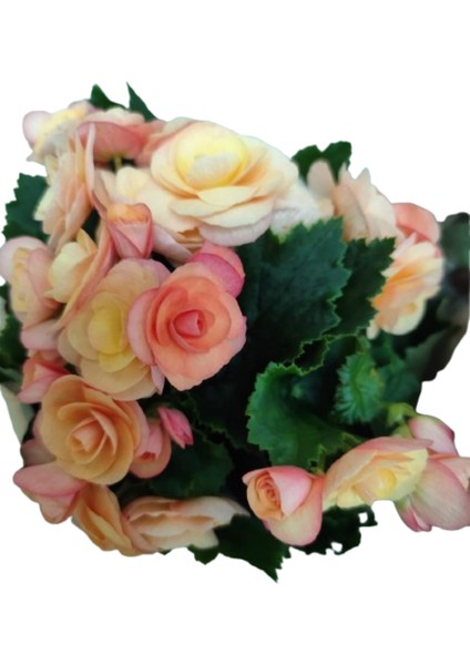 Begonia Elatior Ithal Cins Katmerli Begonya Çift Renkli (Sarı-Pembe) fiyatları