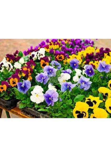 Dev Isviçre Menekşesi 10 Adet Tohum fiyatları